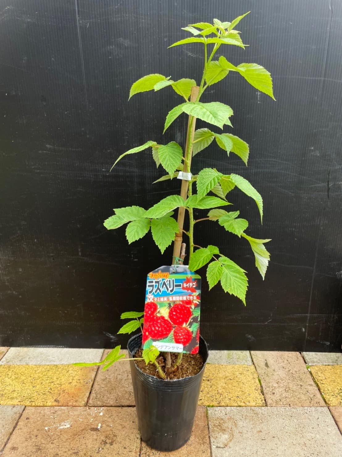 ⭐️木苺5種5鉢セット⭐️ 4200円→3600円　木苺苗鉢苗5種類設置 ⭐️木苺5種5鉢セット⭐️ 4200円→3600円木苺苗鉢苗5種類設置